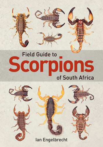Front Cover Of FG: Scorpions of South Africa